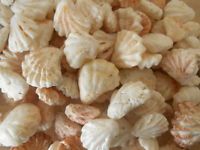 rare sea shell lot kitten paw seashells