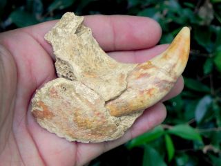 1c Extinct Fossil Romanian Cave Bear Fossil Jaw Spectacular 100 000 