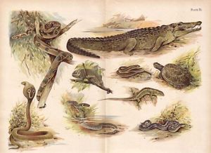 REPTILE Crocodile, Snake Boa Cobra Tortoise, Chameleon, Lizard BIG 