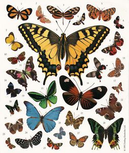 Butterflies Moths Realistic Photo Stickers 10 Sheets