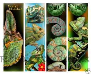 Veiled Chameleon Reptile Bookmarks Book Jackson Panther