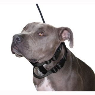 cesar millan medium black illusion collar when hiring the dog 