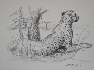 Ray Harm Samburu Cheetah African Safari Sketch Print