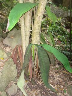 Syzygium versteegii~ Ultra RARE Fruit Tree New Guinea Mt Apple LIVE 