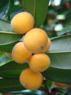 Yellow Jaboticaba RARE Fruit Tree Cabelluda Plant Plinia Glomerata 
