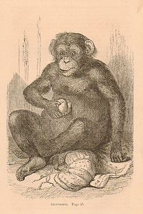   Print Engraving Vintage Antique Collector Plate Ape Chimp Art