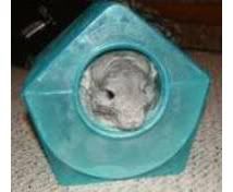 buster enjoying his dust bath blue cloud chinchilla dust is the gold 