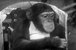   space tells the story of ham the chimp and two other chimpanzees who