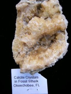 Natural Amber Calcite Clam Fossil Okeechobee FL 3x2x2