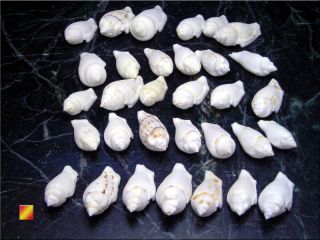 White Chula Shells 12 Seashell Craft Beach Chullas