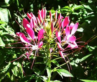 Fabulous Cleome Cherry Queen Spider Flower Annual