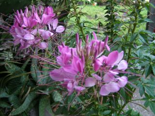 Violet Queen Cleome Beautiful Cottage Flowers 200 Seeds