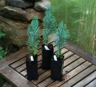 THREE Ellwoods Pygmy Cypress Trees. Conifer.