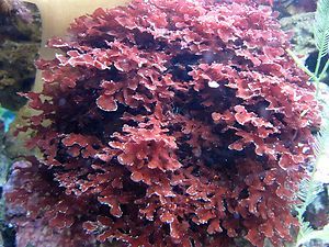 RED TITAN* macroalgae live coral saltwater plants reef *LARGE*