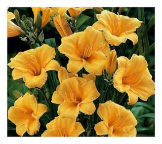Cottage Farms 6 Piece Stella DOro Daylilly Collection —