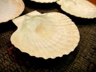  12 large approx. 5.5x6 NATURAL CLAM SHELLS bake cook home decor sea