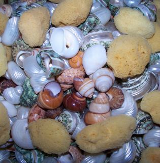  Snail Turbo Shells Hermit Crab Sponge Crafts Wedding Decor