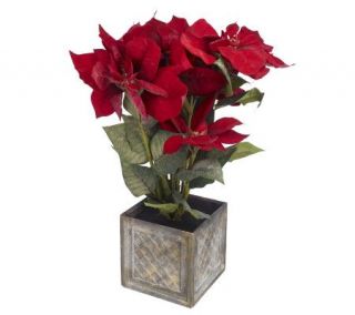 25 Poinsettia Plant in Woven Design Pot by Valerie   H189271