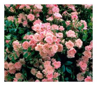 Cottage Farms 6 pc The Fairy Roses —