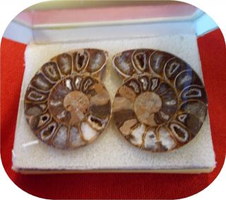 Beautiful 2 inch Ammonite Specimens in Display Box