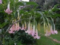  Baby Pink Angel Trumpet Brugmansia Plant 12 Trumpets Stunning