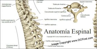 Anatomia Espinal Spinal Column Anatomy Poster in Spanish Chiropractic