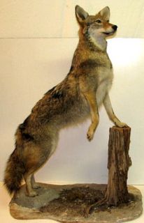 Full Body Coyote Mount Taxidermy Stuffed Fox ExCond