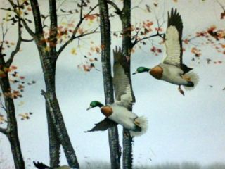 David Hagerbaumer Original Signed Watercolor Painting Waterfowl