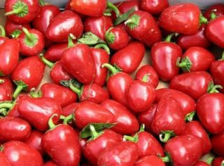 F04 200 Seeds Hot Cherry Bomb Peppers Pepper Chili Large Red Heirloom
