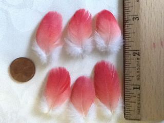 RED CONGO AFRICAN GREY PARROT BIRD FEATHERS 1 1 4 to 1 3 4 long