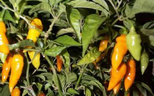 Datil Pepper Plants 1 ft Tall Hot Hot Hot Local St Augustine Minorcan