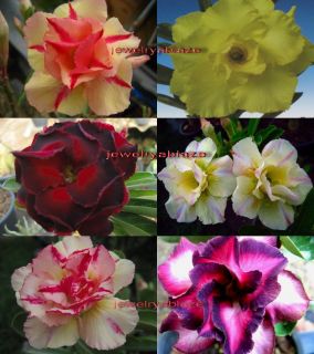 Adenium Obesum Desert Rose Mixed 6 Plant 6 Type