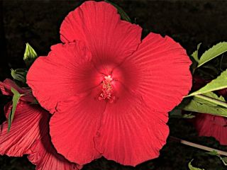Lord Baltimore Hardy Hibiscus Plant in 4 5 Pot