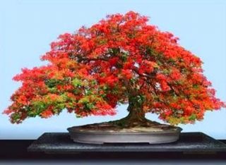 Delonix Regia Flame of The Forest Bonsai Seed ES18