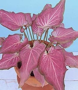 Caladium Plant Pink Paisley Khun Ying Elephant Ear