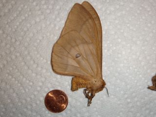 Lepidoptera Beautiful Saturniidae Cirina forda amieti Moth Butterfly
