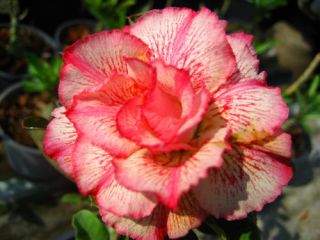 Adenium Obesum Desert Rose Petsayrung 100 Seeds