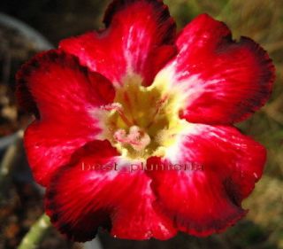Adenium Obesum Desert Rose Woosala 50 Seeds