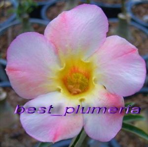 Adenium Obesum Desert Rose Boonsom Fresh 100 Seeds