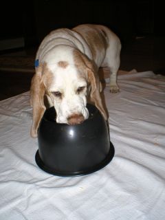 Dog Bowls for Long Eared Dogs No Ears in Here Water or Food