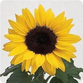50 Flower Garden Seeds Sunflower Dwarf Yellow Pygmy Less Than 2 Feet