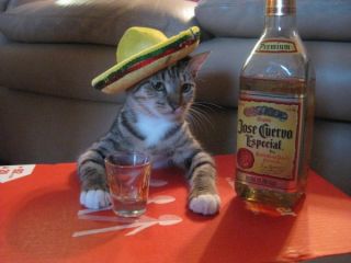 mexican cat drinking tequila 600x450