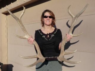 Large elk shed Antlers Antler horns Taxidermy Log home Decor