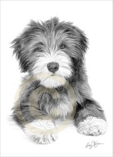 Dog BEARDED COLLIE PUPPY Ltd Ed Art Pencil Drawing Print A4 signed by