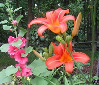 25 DAYLILY Day Lily Orange Perennial Drought Resistant