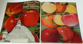 Stark Bros Fruit Tree Catalog 1927 Beautiful Graphics