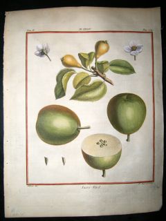 Duhamel du Monceau 1768 Hand Col Fruit Print. Sucre Verd Pear 34
