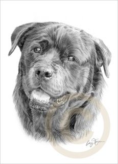 Dog ROTTWEILER LE Art pencil drawing print A4 signed by artist