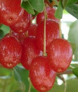Exotic Goumi dwarf fruit tree fruiting shrub with bush edible berries