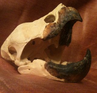 Taxidermy Old Vintage Alligator Snapping Turtle Skull Real Bone Teeth